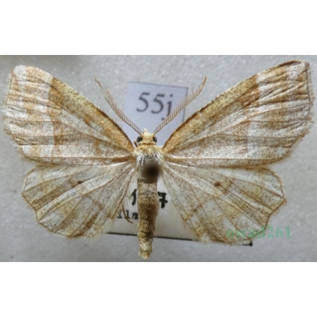 Cepphis advenaria (Hübner, 1790) male Cefis borówczak Czech55j